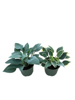 Hosta mix