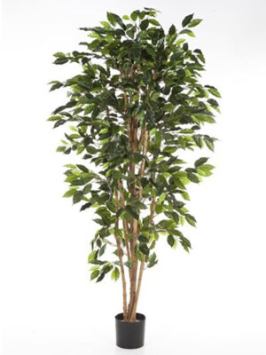 Veštački fikus nitida