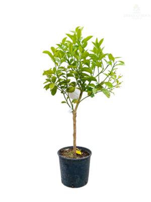 Citrusi