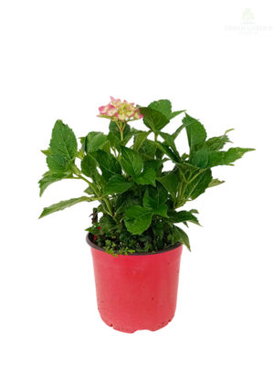 Hortenzija 'Red Angel'