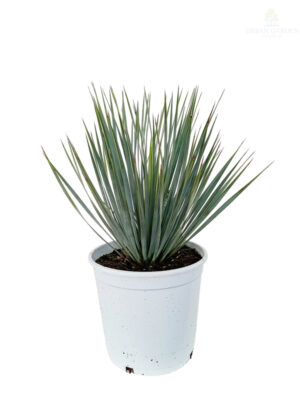 Juka Rostrata