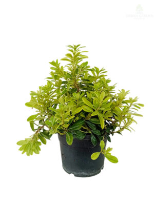 Pitosporum 'Nanum'