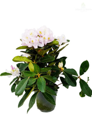 Rododendron
