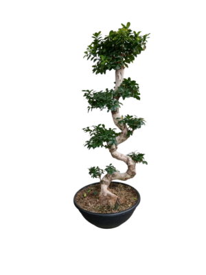 Fikus bonsai