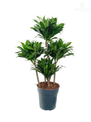 Dracena 'Compacta'