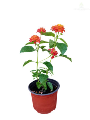 Lantana
