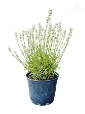 Lavanda bela