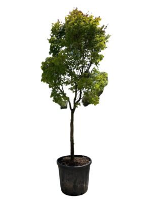 Japanski javor 'Sango Kaku'