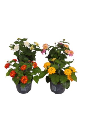 Lantana