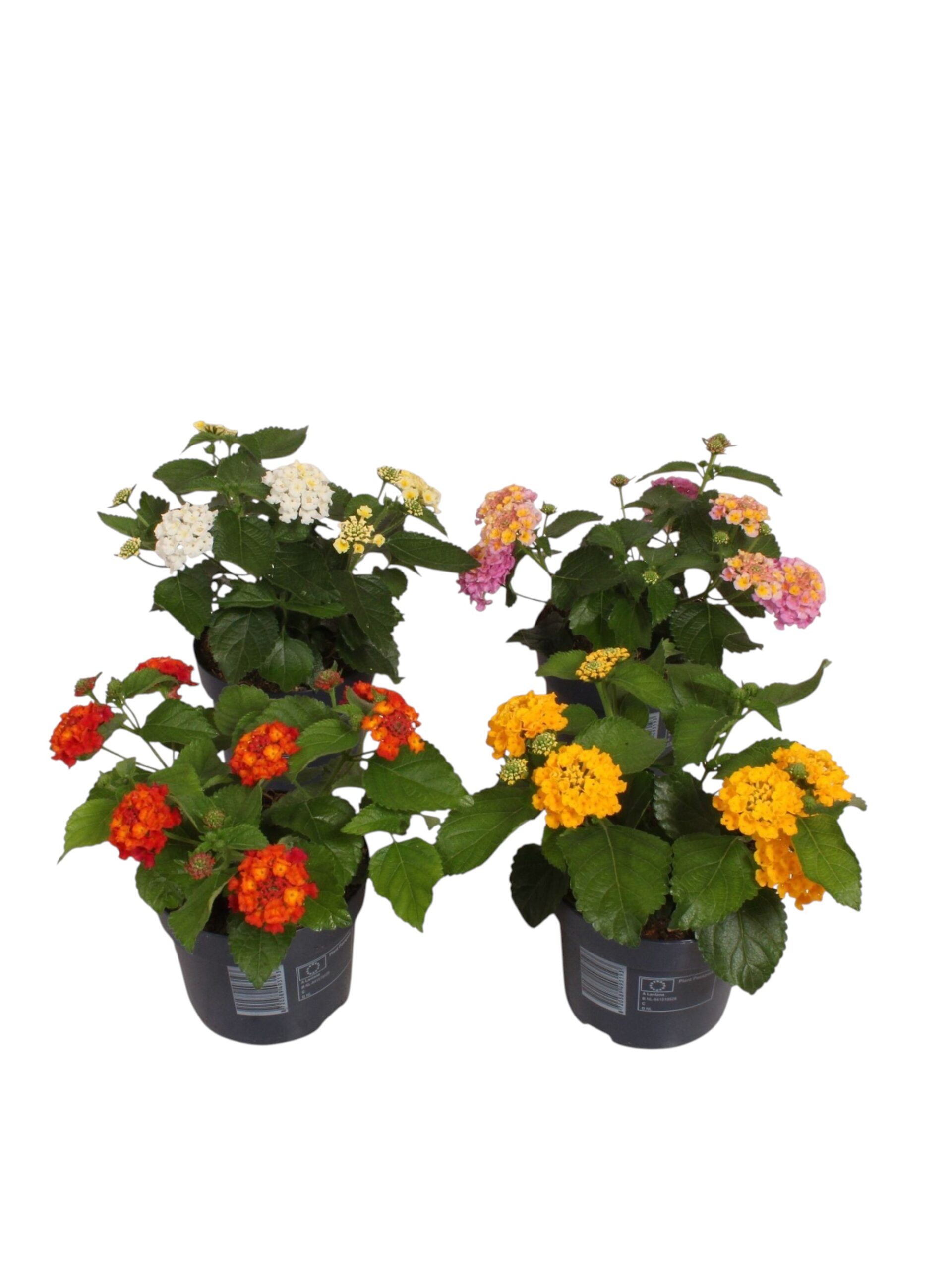 Lantana