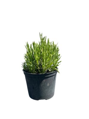 Lavanda bela
