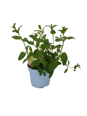 Začinsko bilje miks