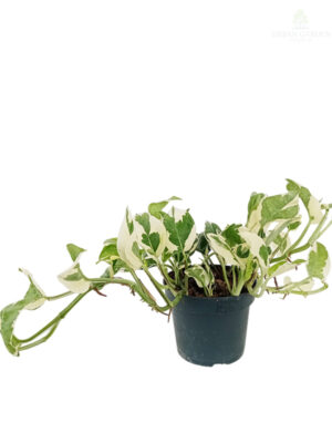 Epipremnum