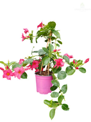 Mandevila - brazilski jasmin