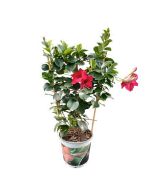 Mandevila - brazilski jasmin