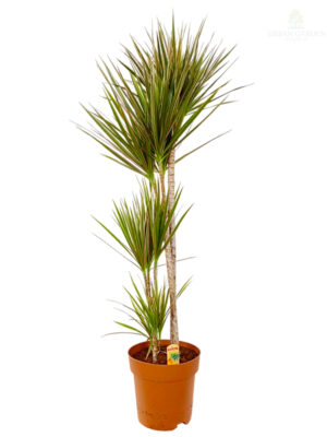 Dracena bicolor