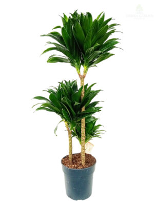 Dracena compacta