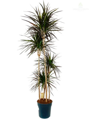 Dracena marginata Magenta