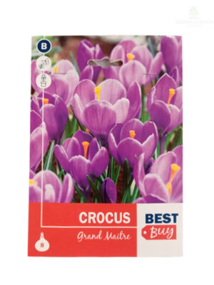 Crocus Grand Maitre