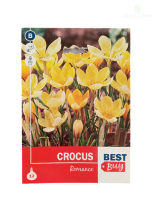 Crocus Romance