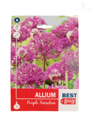 Allium Purple Sensation