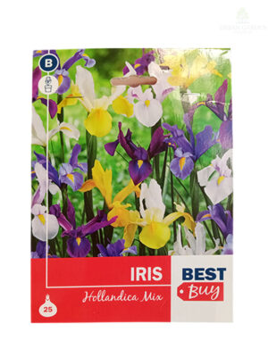 Iris hollandica Mix