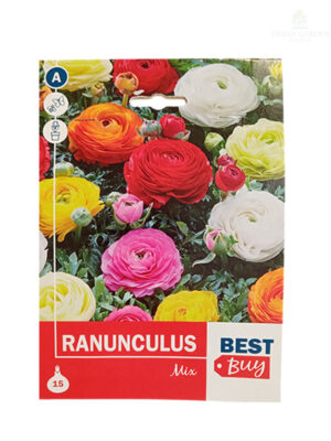 Ranunculus Mix