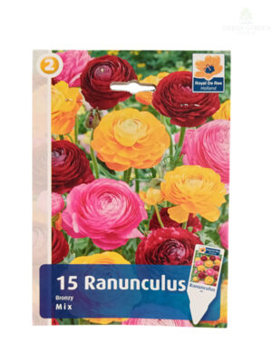 Ranunculus Bronzy Mix