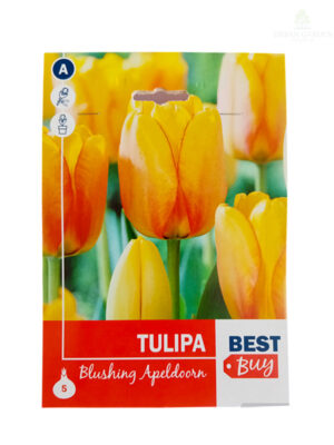 Lala Blushing Apeldoorn