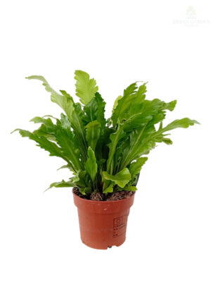 Asplenium