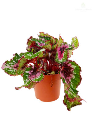 Begonia 'Beleaf'