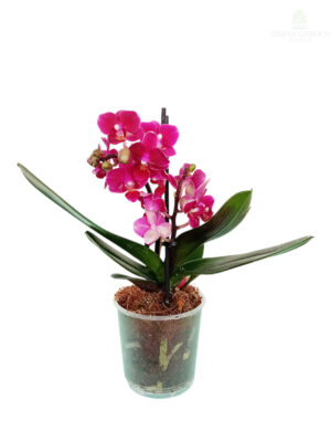 Orhideja mini