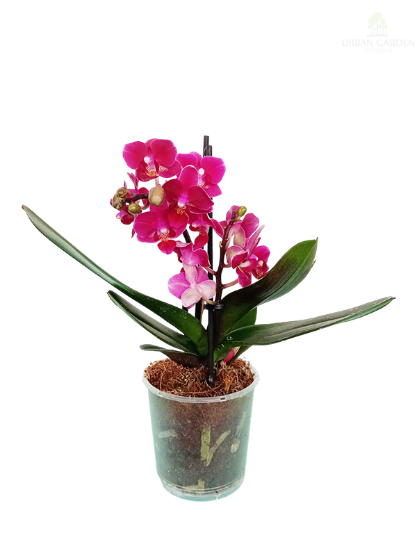Orhideja mini
