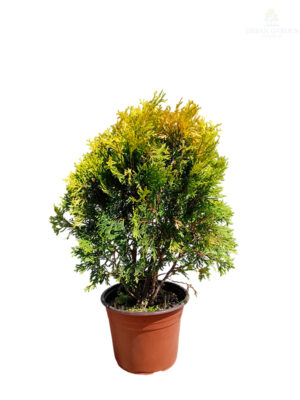 Tuja 'Golden Globe'