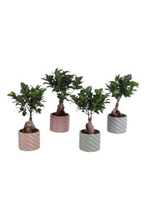 Fikus mini bonsai