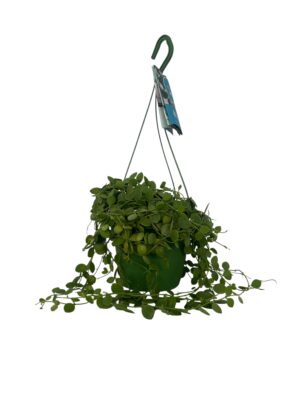 Hoja viseća