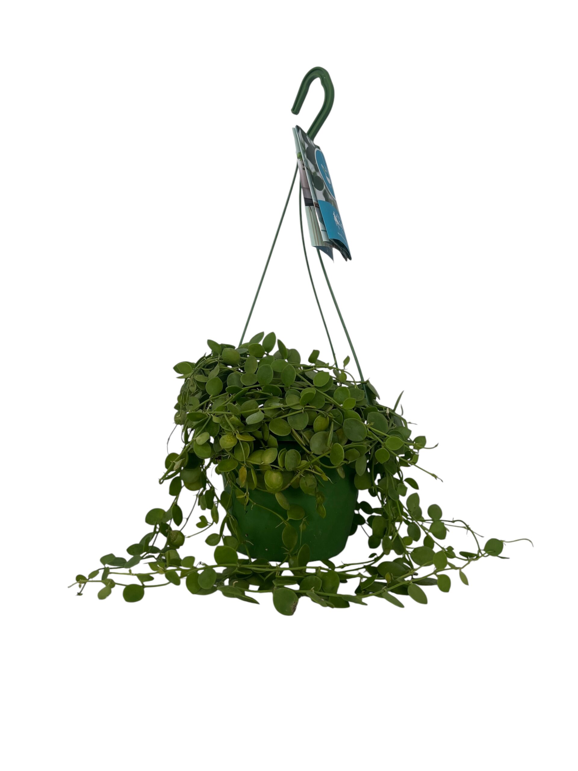 Hoja viseća