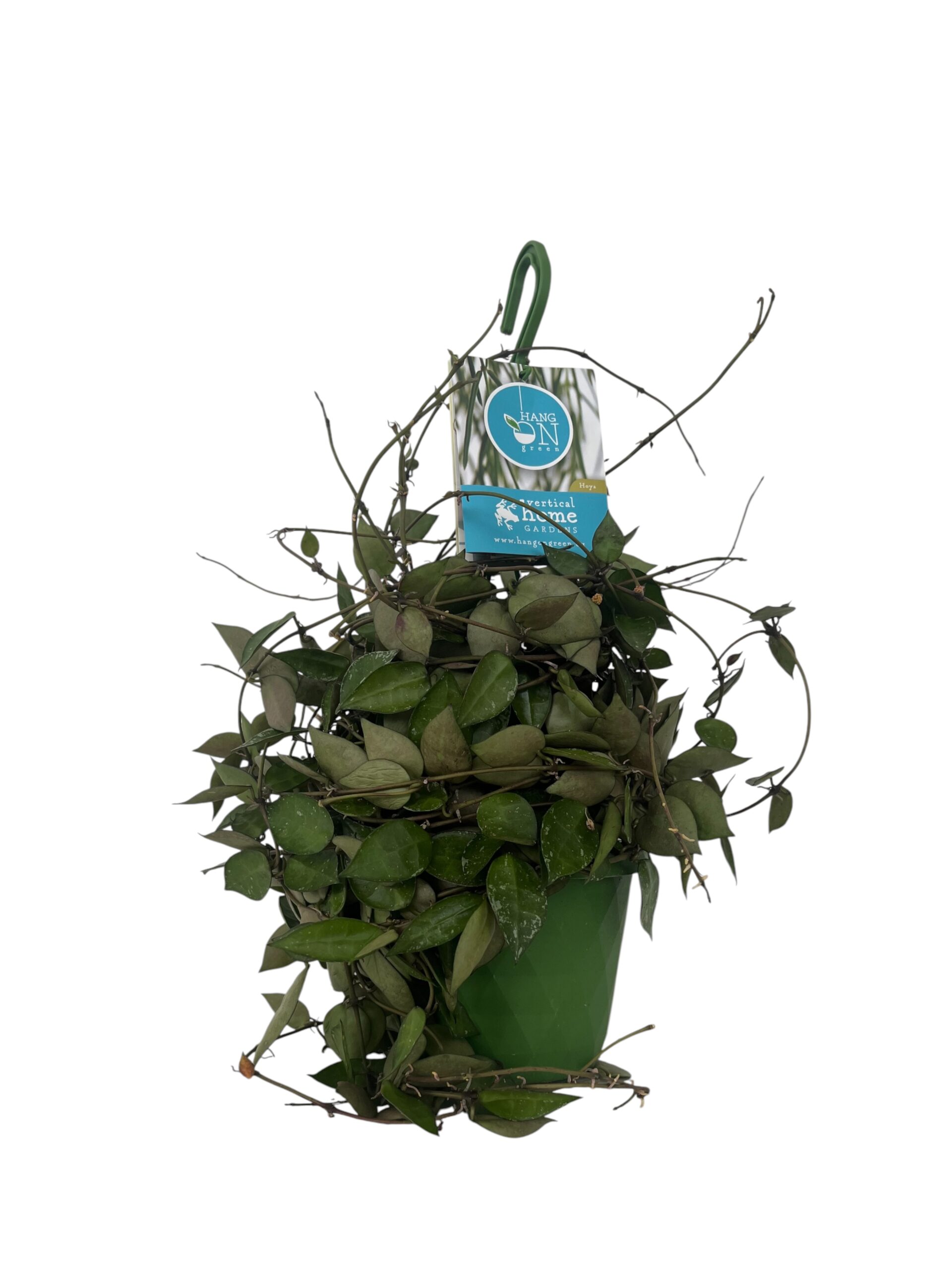 Hoja viseća
