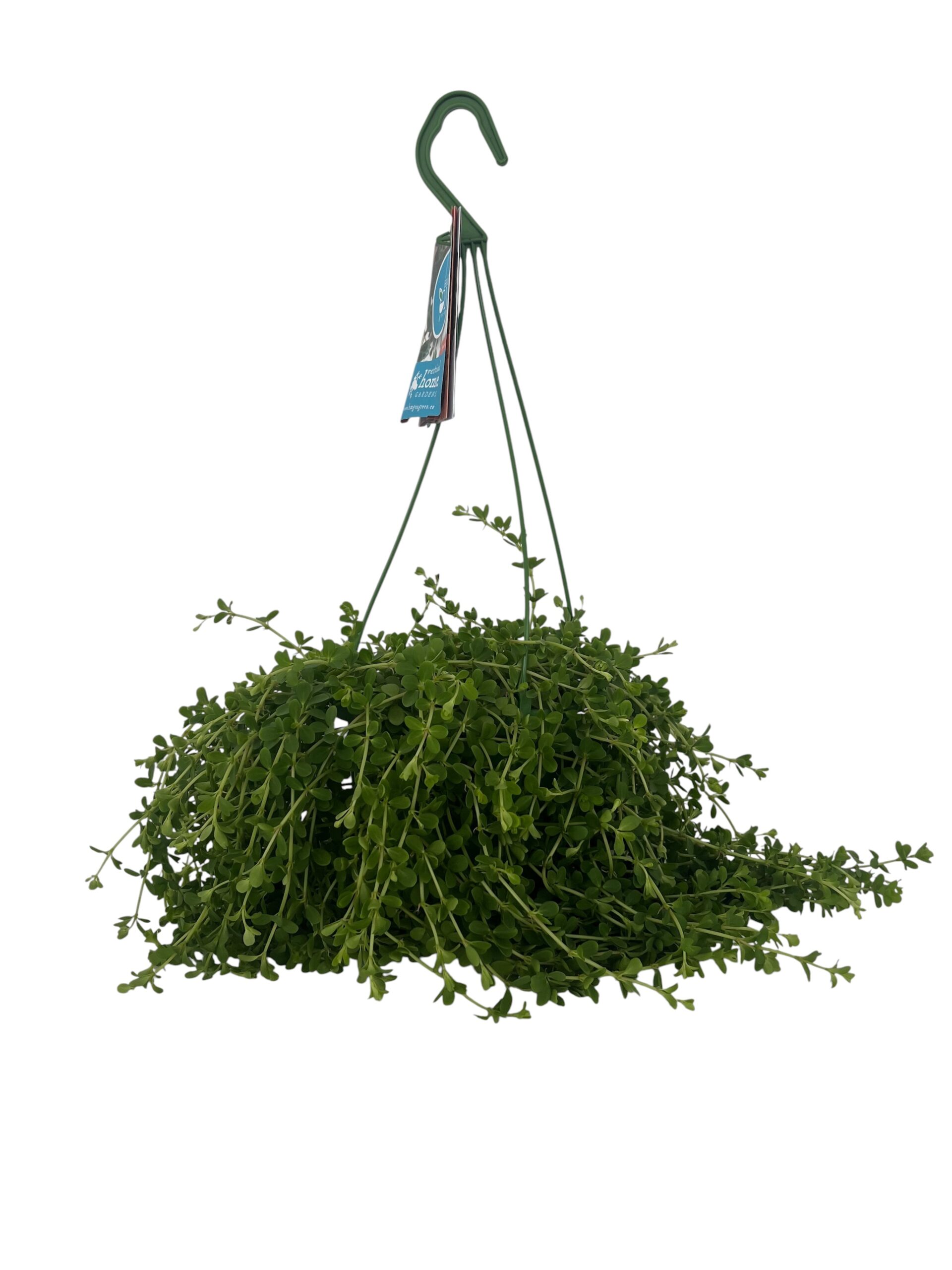 Hoja viseća