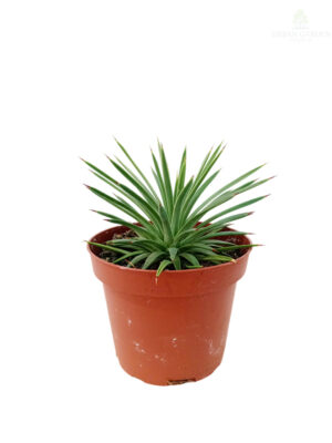 Agava 'Stricta nana'