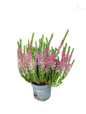 Vres 'Callu Nova'