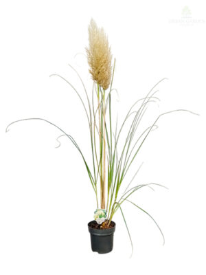 Pampas trava