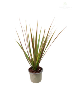 Dracena marginata 'Enkele'