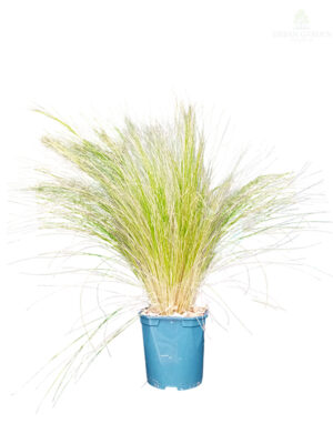 Stipa