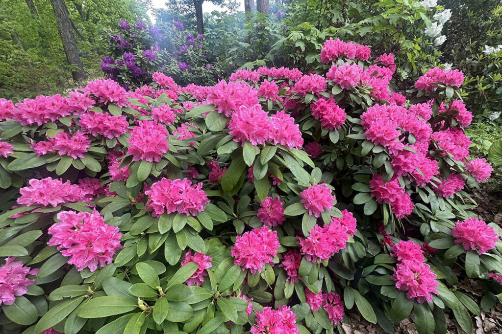 Rododendron