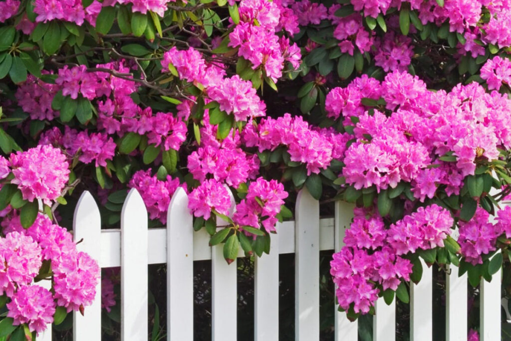 Rododendron na ogradi