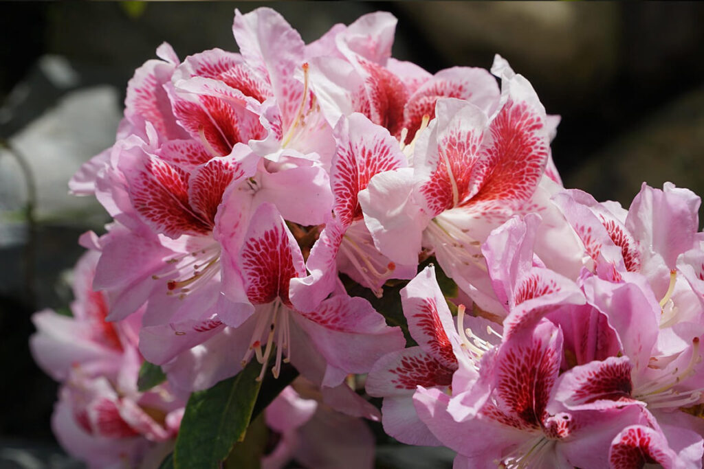 Rododendron cvet