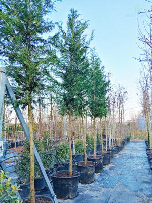 Lejlandov pačempres - drvo