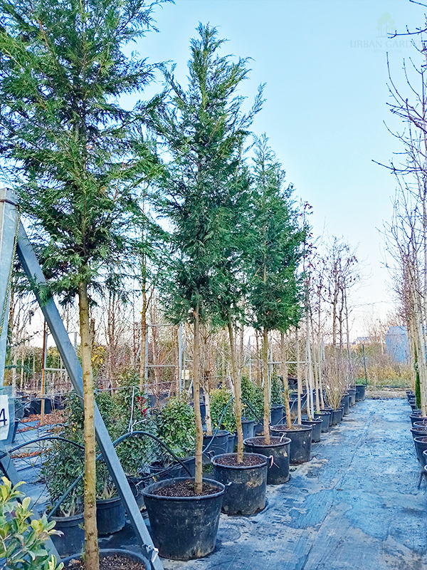 Lejlandov pačempres - drvo