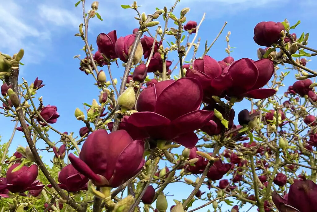 magnolija black tulip